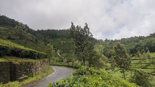 Panoramic shot of road amidst trees against sky