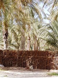 Palm trees on beach