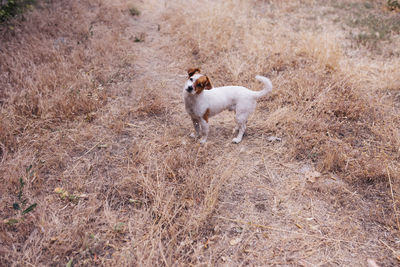 Dog standing in a field