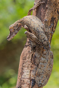 Close-up of tree trunk