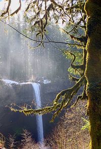 Plants growing on land in forest