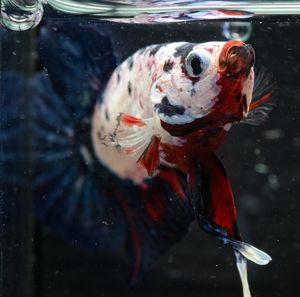 Close-up of fish swimming in sea