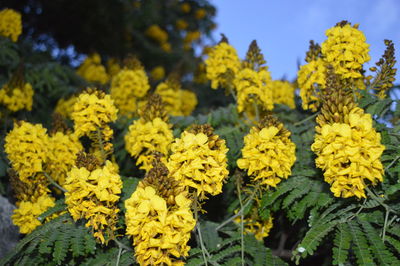 Close-up of yellow flowers blooming in field