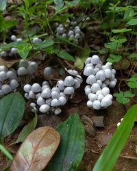 High angle view of white flowers