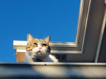 Low angle portrait of cat on window