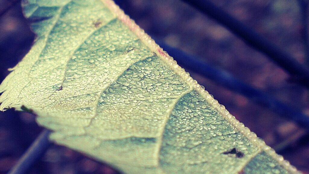 close-up, leaf, leaf vein, focus on foreground, selective focus, drop, nature, natural pattern, wet, growth, textured, fragility, day, detail, macro, dew, outdoors, pattern, no people, green color