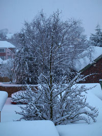 Bare trees in snow covered landscape