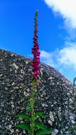 Low angle view of pink flowering plant against blue sky