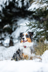 Close-up of dog