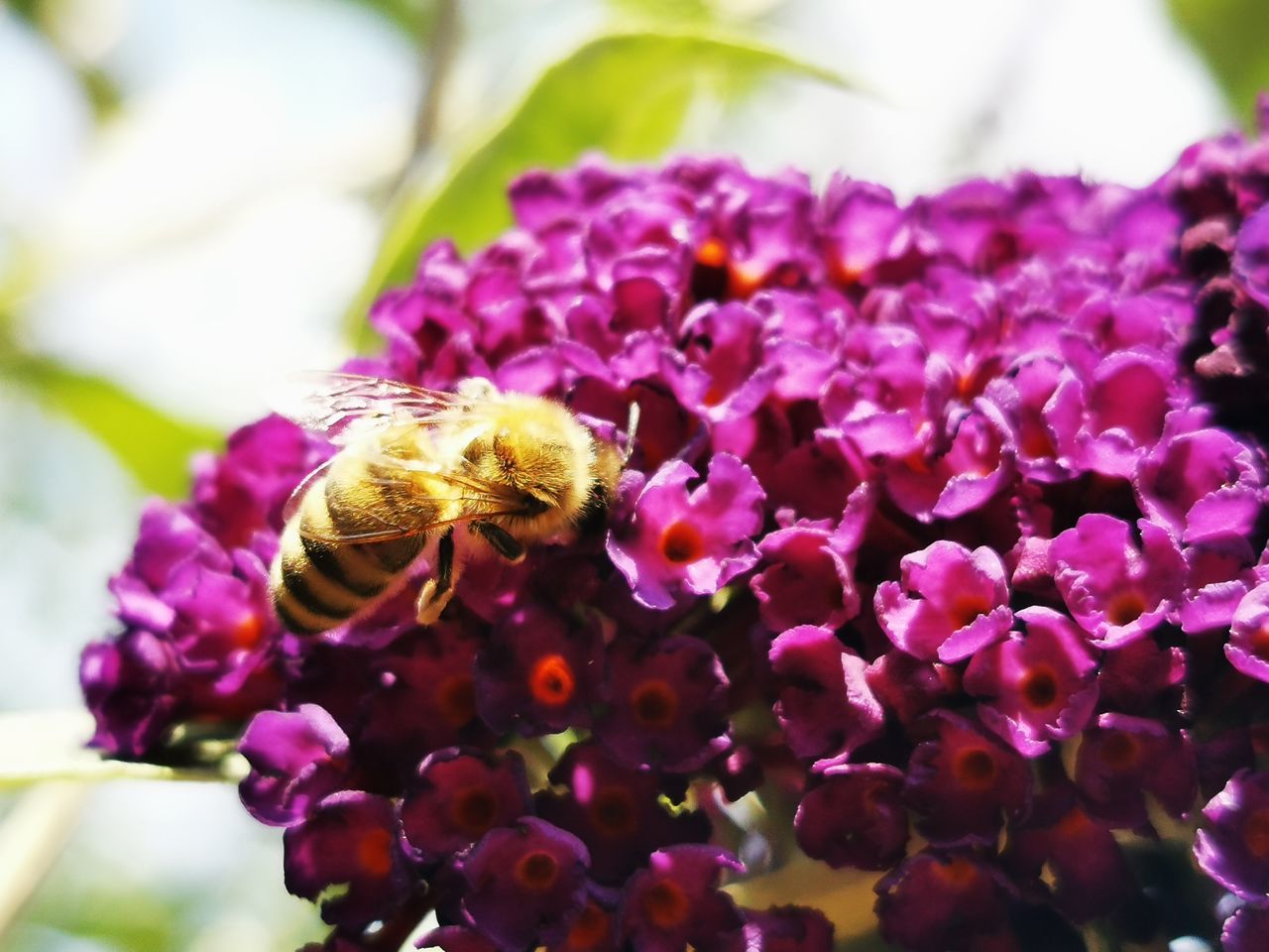 CLOSE-UP OF BEE ON PURPLE FLOWER