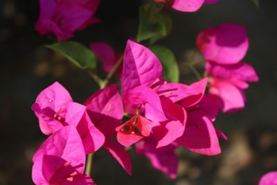 Close-up of pink flowering plant