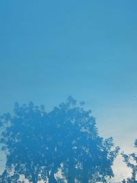 Low angle view of trees against blue sky