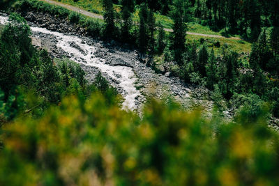 Scenic view of river stream amidst trees in forest