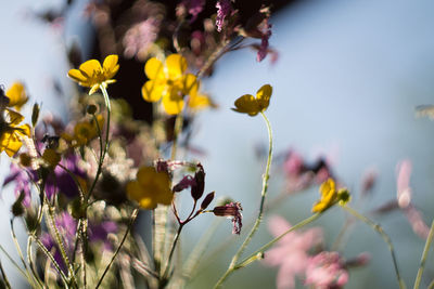 Close-up of yellow flowers blooming outdoors