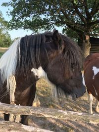 Horse standing on field