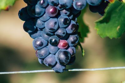 Close-up of grapes