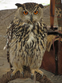 Close-up portrait of owl perching outdoors