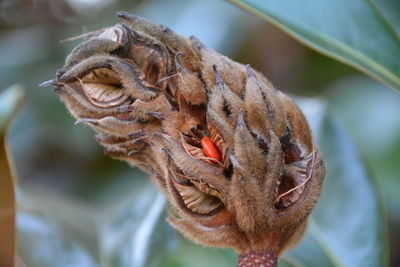 Close-up of plant pod