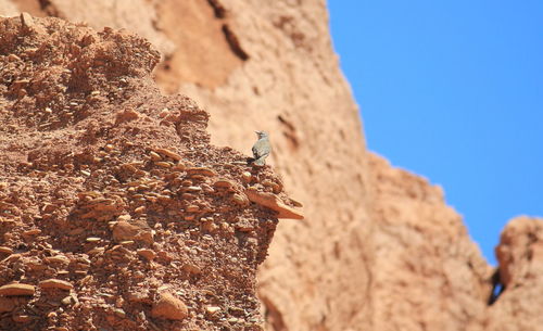 Low angle view of lizard on rock against sky