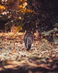 Close-up of a bird on field