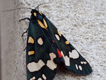 Close-up of butterfly on leaf