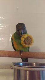 Close-up of parrot perching on wood at home