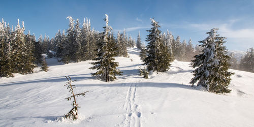 Trees on snow covered field against sky