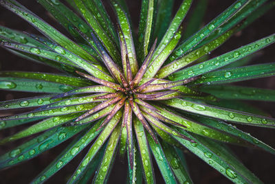 Close-up of plant