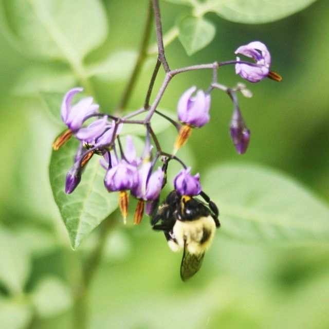 flower, freshness, growth, fragility, focus on foreground, beauty in nature, petal, close-up, nature, plant, purple, one animal, selective focus, insect, leaf, animal themes, blooming, flower head, pink color, green color