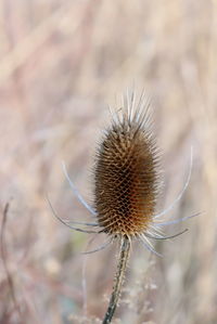 Close-up of dried thistle