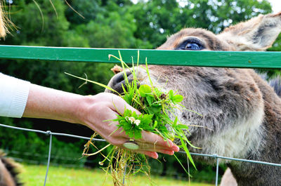 Cropped hand feeding clover to donkey