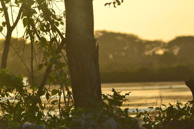 Close-up of plants against trees at sunset