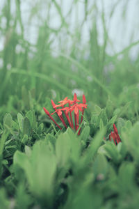 Close-up of red flowering plant in field