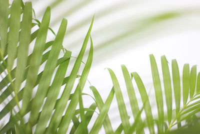 Close-up of green leaves