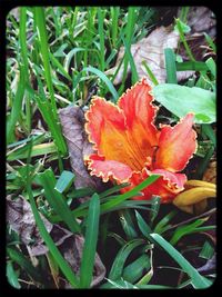 Close-up of flowers