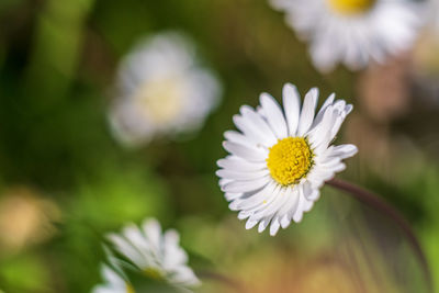 Close-up of white daisy