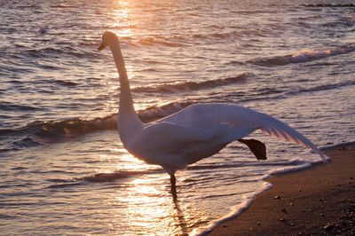 View of swan on shore