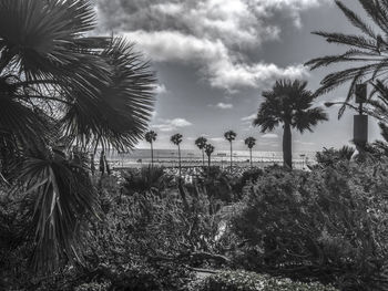 Palm trees against sky