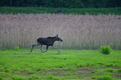 View of a horse on field