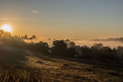 Trees on field against sky during sunset