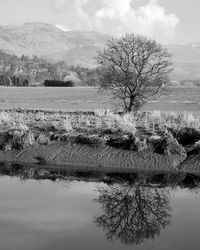 Bare tree by lake against sky