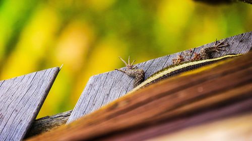 Close-up of insect on wood