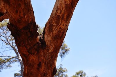 Low angle view of trees against clear blue sky