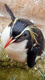 Close-up of a bird