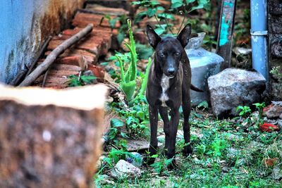 Portrait of dog standing on field