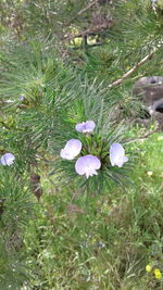 Close-up of fresh white flowers