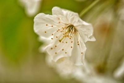 Close-up of white cherry blossom