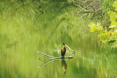 Bird on a lake