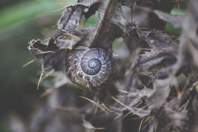 Close-up of snail on dried plant