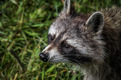 Close-up of an animal head